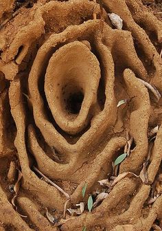 a close up of a tree root with leaves on the ground