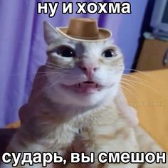 a cat with a hat on it's head and the caption in russian