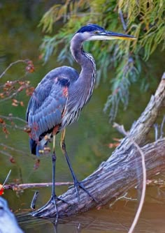 a large bird standing on top of a tree branch next to a body of water