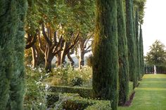 a row of trees in the middle of a lush green park