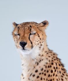 a cheetah sitting in the snow with its eyes closed