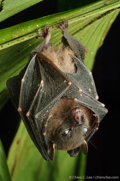 a bat hanging upside down on a leaf