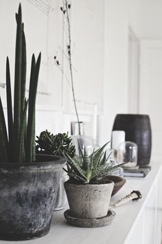 three potted plants sitting on top of a white counter next to other pots and containers