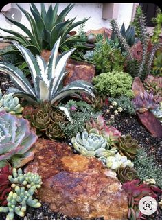 an assortment of succulents and rocks in a garden