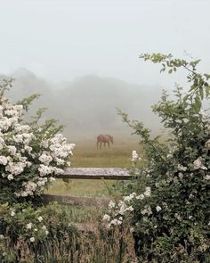 a horse standing in the middle of a field