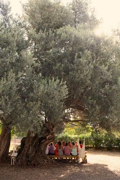 people sitting on a bench under an olive tree