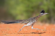 a bird is running on the ground in front of some trees and dirt, with its wings spread wide open