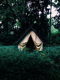 a tent sitting in the middle of a forest filled with tall grass and trees, surrounded by lush green foliage