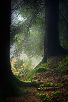 the sun shines through the foggy trees and mossy ground in this forest scene