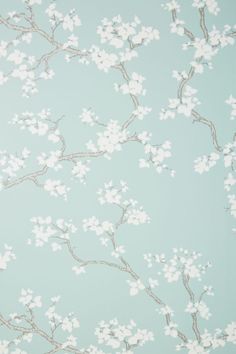 a wallpaper with white flowers and branches against a light blue background that has no leaves on it