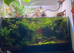 a fish tank filled with plants and water