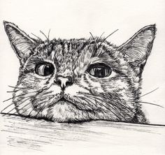 a black and white drawing of a cat's face looking over the edge of a table