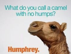 a camel with its mouth open and the words humphry on it