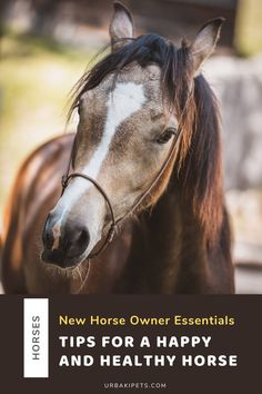 a horse with the words new horse owner essentials tips for a happy and healthy horse