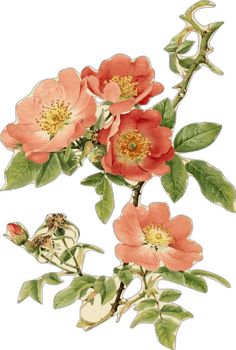 an illustration of pink flowers with green leaves