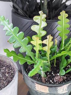 two potted plants sitting next to each other