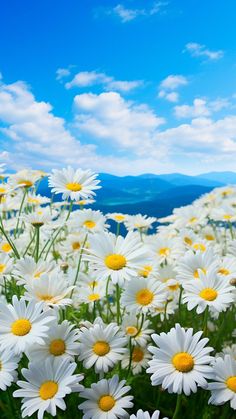 white and yellow daisies are in the foreground with mountains in the back ground