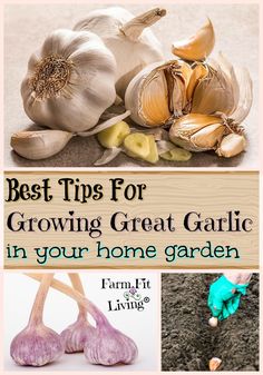 garlic growing in your home garden with the title best tips for growing great garlic in your home garden