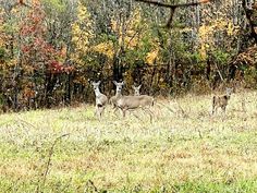 three deer are standing in the grass near some trees and bushes with yellow leaves on them