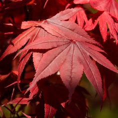 red leaves are shown in the sunlight