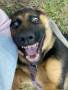 a close up of a dog laying on the ground with its mouth open and tongue out