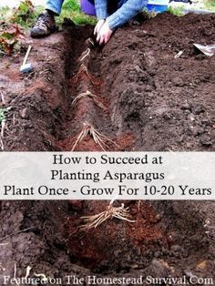 a man kneeling down on top of a pile of dirt with the words how to seed at planting asparagus plant once - grow for 10 - 10 - 20 - 20 years