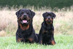 Rottweiler, Rottweiler puppy, Rottweiler puppies, american kennel club, Rottweiler grooming, Rottweiler tips, Rottweiler  facts, Rottweiler grooming, dog grooming, puppy training tips, Rottweiler fun facts, Rottweiler trivia, Rottweiler training, dog trivia, rotties Red Rottweiler, Rottweiler Temperament, Rottweiler Names, Golden Retriever Breed, Be Powerful, Animal Guides, Herding Dogs, Dog Stories, Rottweiler Puppies