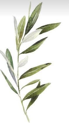 an olive branch with green leaves on it