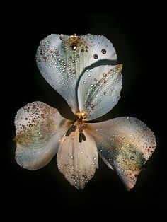 a white flower with drops of water on it's petals in the night sky