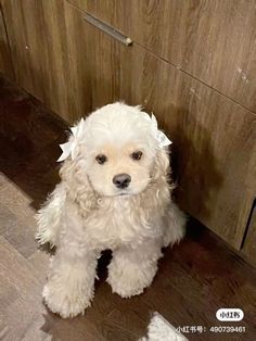 a small white dog sitting on top of a hard wood floor next to a wall