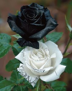 a black and white rose with green leaves