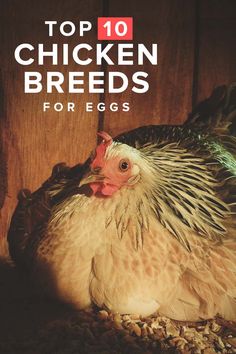 the top 10 chicken breeds for eggs