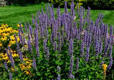 purple flowers and yellow daisies in a garden