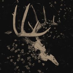 an antelope head is shown in black and white with wildflowers around it