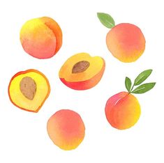 watercolor painting of peaches and slices with leaves on white background, illustration for design