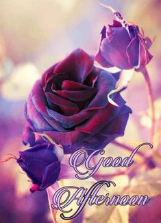 a purple rose with the words good afternoon written in white on it and an artistic background