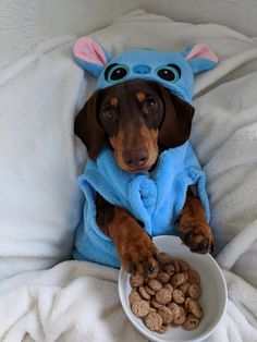 a dachshund dog wearing a blue towel and holding a bowl of food