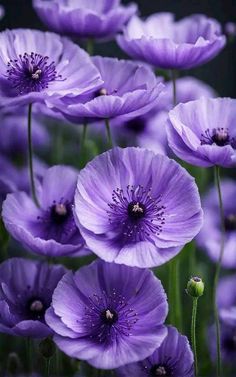 purple flowers are blooming in the field with green stems and buds on each side