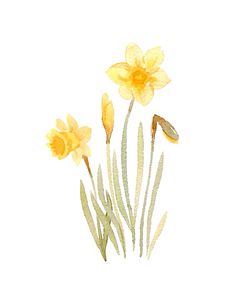 three yellow daffodils with green stems on a white background in watercolor