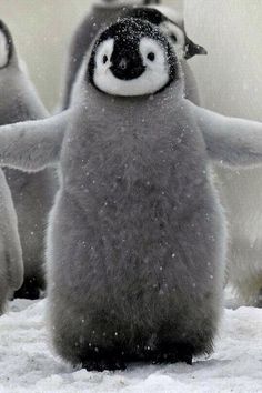 three penguins standing in the snow with their arms spread out and one penguin has its eyes open