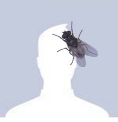 Profile picture look real insects Profile Picture, Funny Pictures, Memes, Canvas, Funny