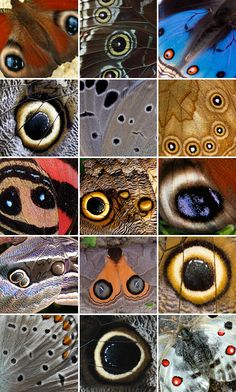 several pictures of different types of animals with their eyes open and showing the details of each animal's body