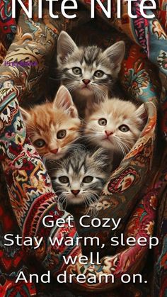 a group of kittens in a blanket with the caption get cozy, stay warm, sleep well and dream on