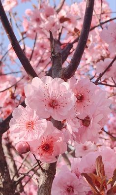 pink flowers are blooming on the branches of trees