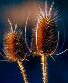 two very pretty looking plants with long needles on it's stems, in front of a blue background