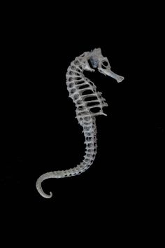 a sea horse skeleton in the dark with its head turned to look like it's eating