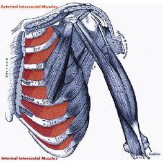 the muscles are shown in this drawing