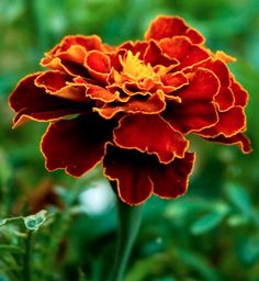 an orange and yellow flower with green leaves