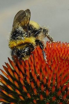 a bee sitting on top of an orange flower