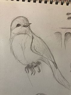 a pencil drawing of a bird sitting on top of a table next to a piece of paper